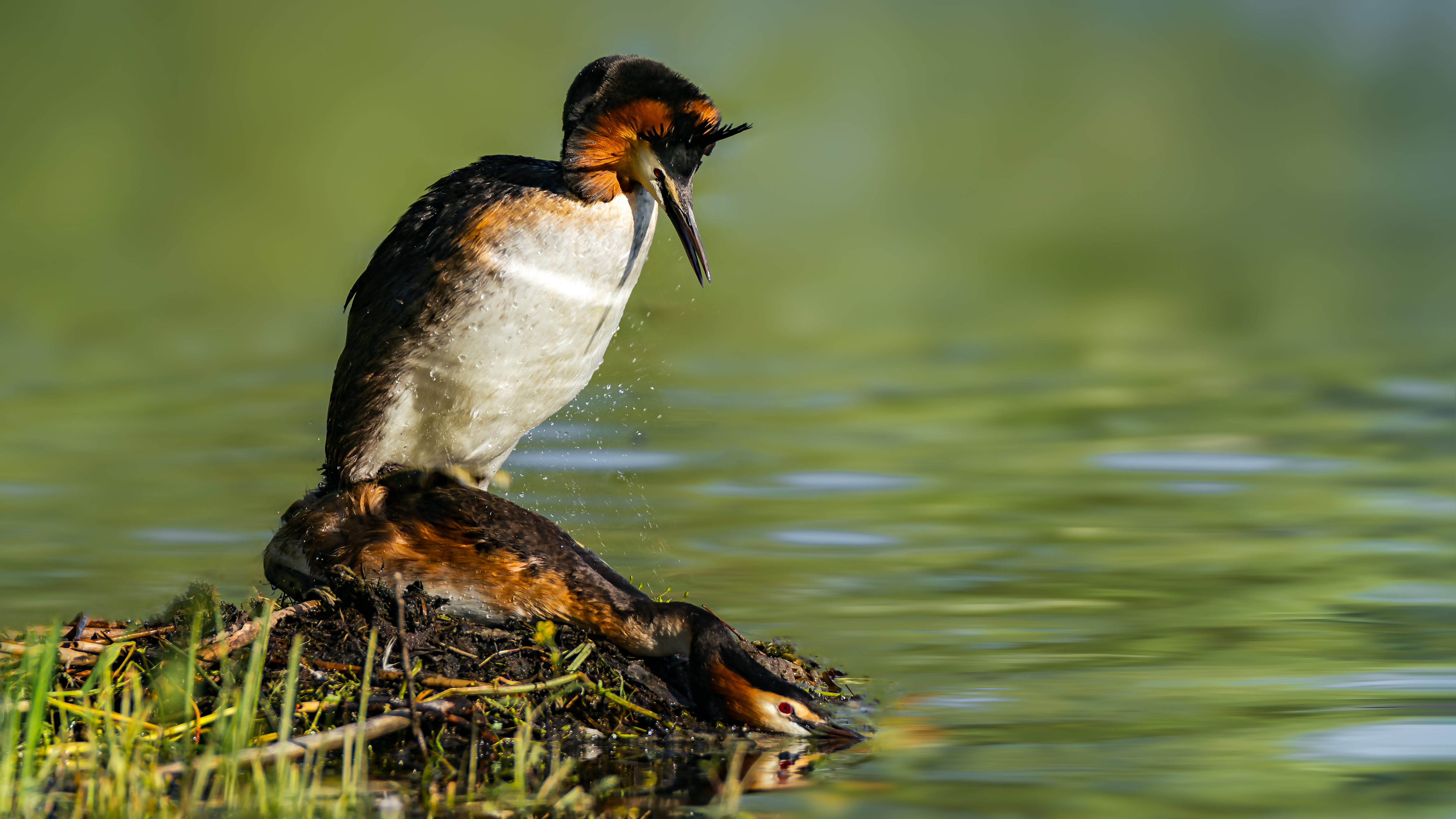 Grebe (13)